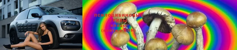 omg вход  Знаменск  Псилоцибиновые грибы MAGIC MUSHROOMS  где можно купить  